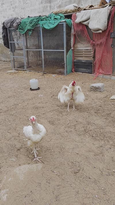 MURGHA & MURGHI FOR SALE