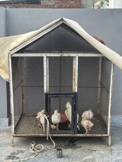 Cage with chicks