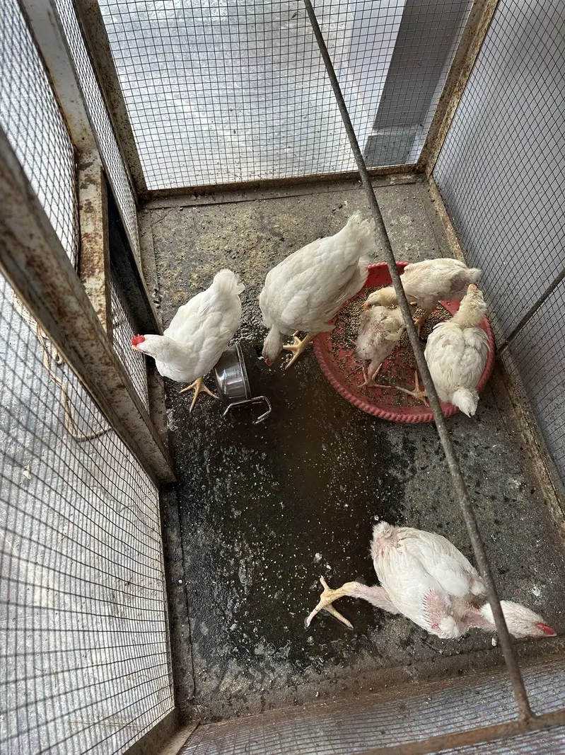 Cage with chicks — photo 2
