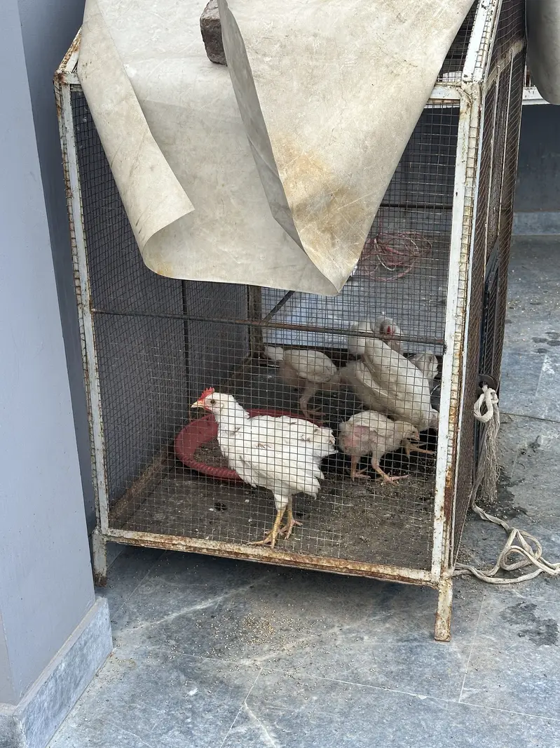 Cage with chicks — photo 3