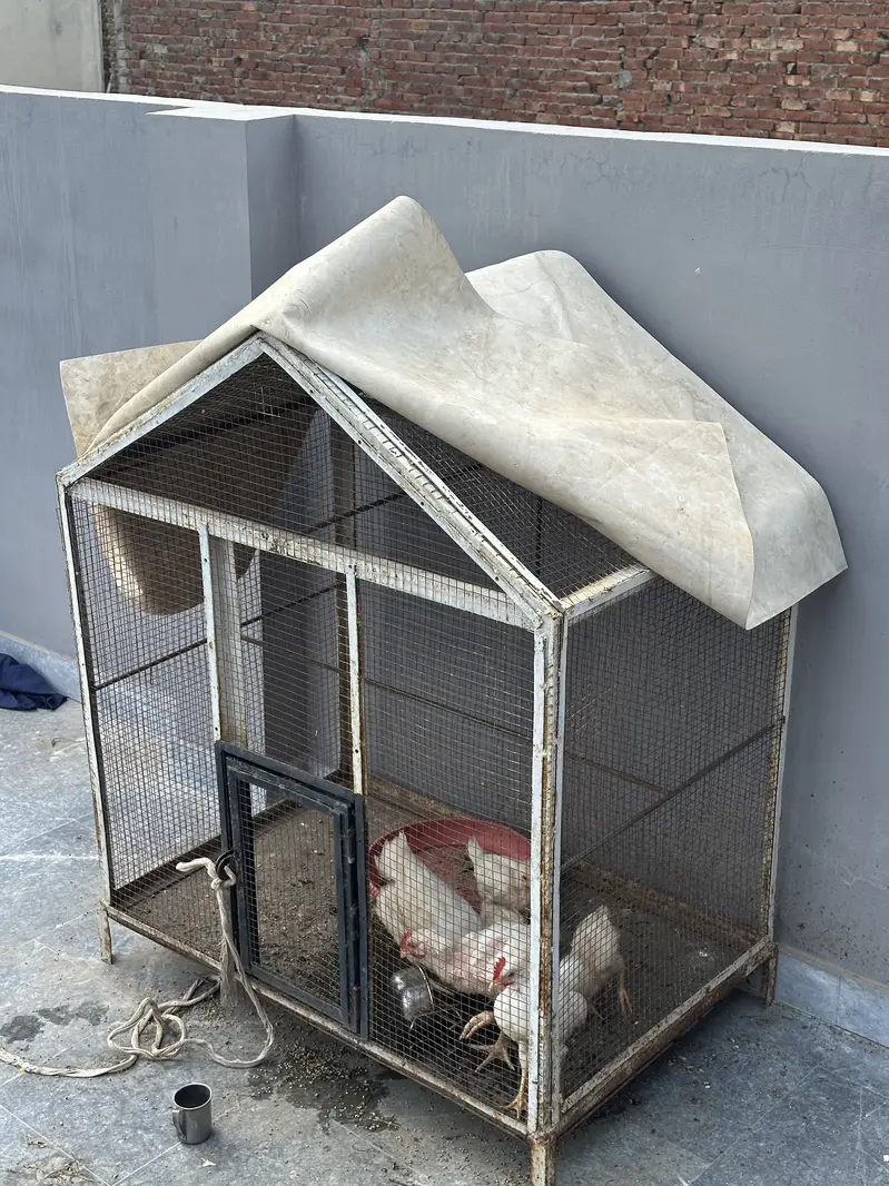 Cage with chicks — photo 4