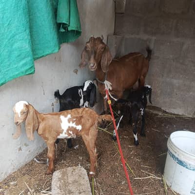 desi bakri with 3 beetal kids