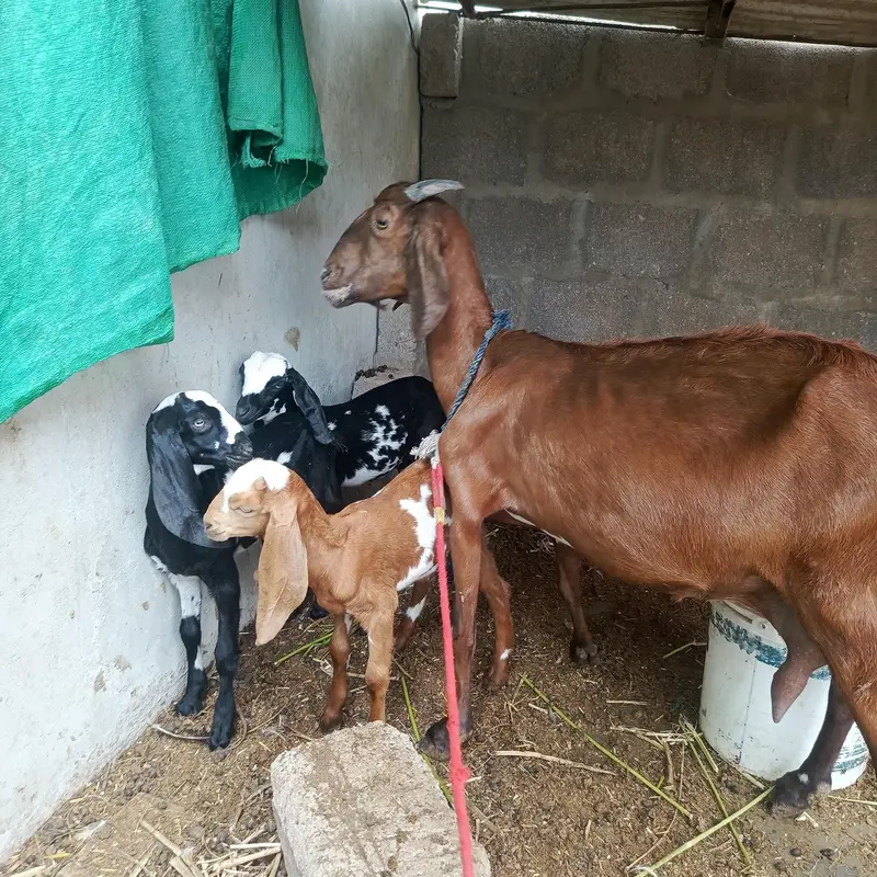desi bakri with 3 beetal kids — photo 2