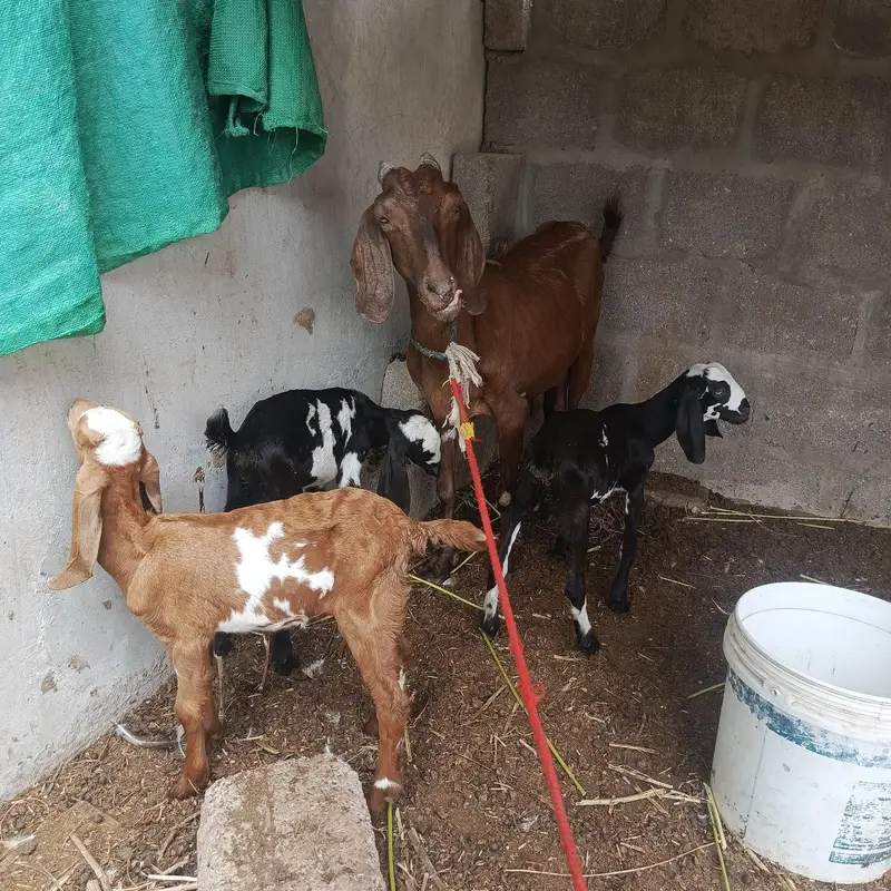 desi bakri with 3 beetal kids — photo 3