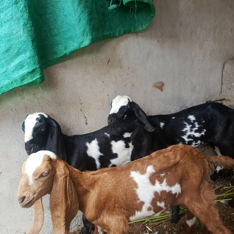 desi bakri with 3 beetal kids — photo 4