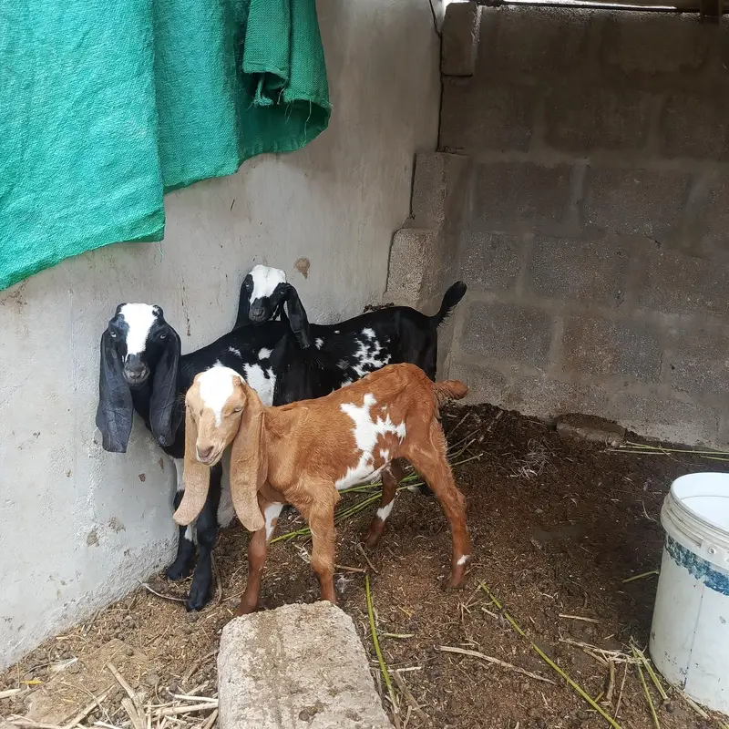 desi bakri with 3 beetal kids — photo 5