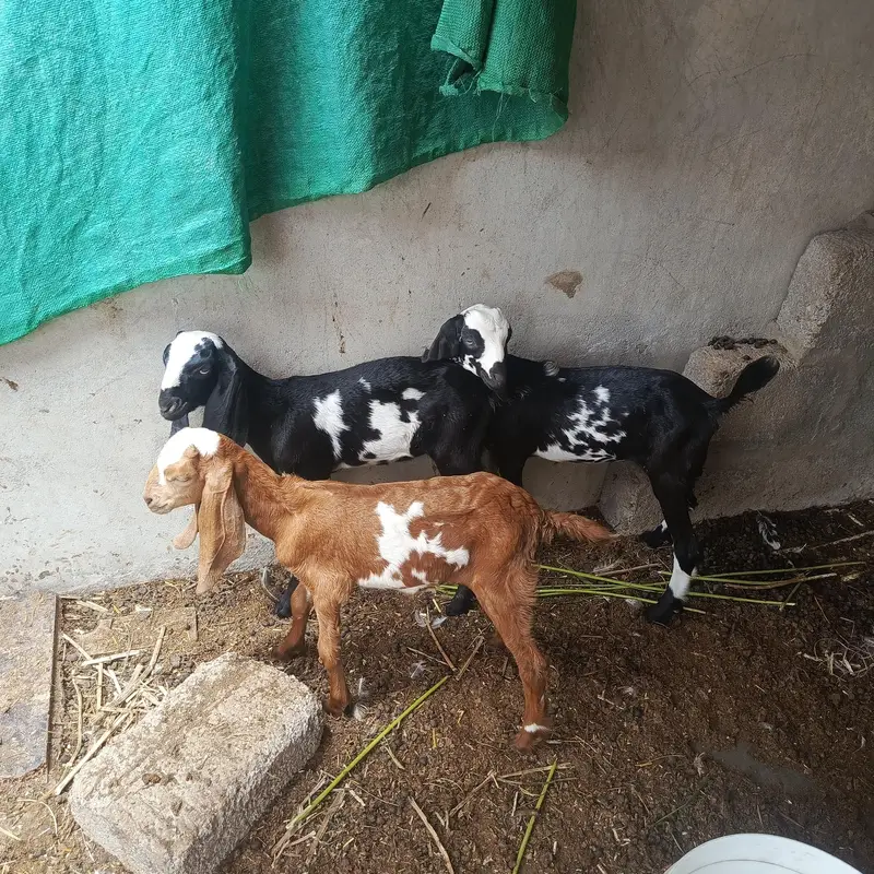 desi bakri with 3 beetal kids — photo 6