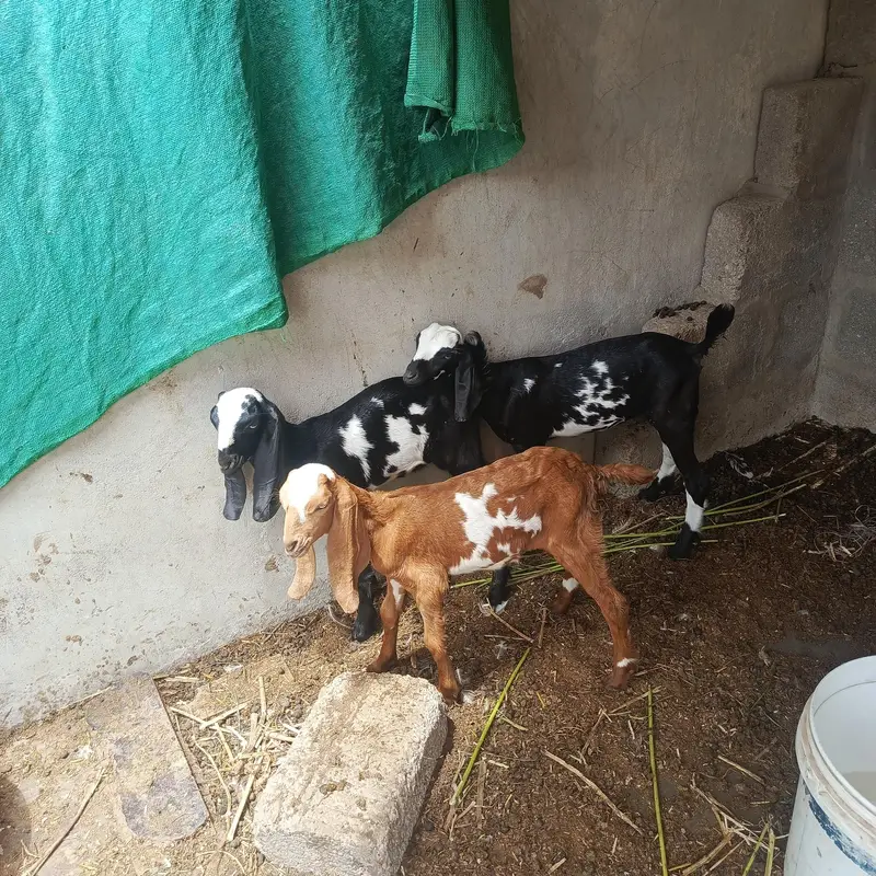 desi bakri with 3 beetal kids — photo 7