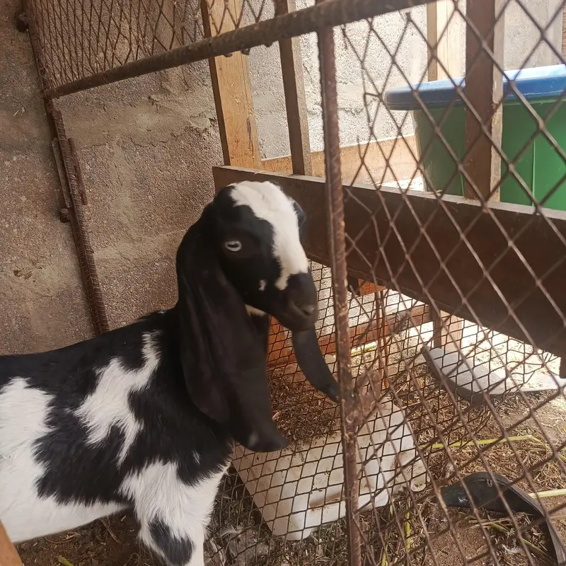 desi bakri with 3 beetal kids — photo 8