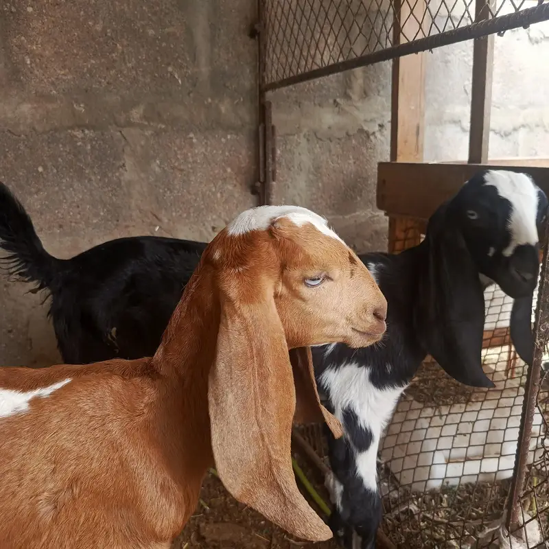 desi bakri with 3 beetal kids — photo 9