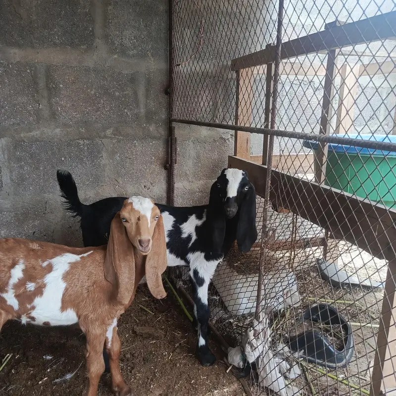 desi bakri with 3 beetal kids — photo 10