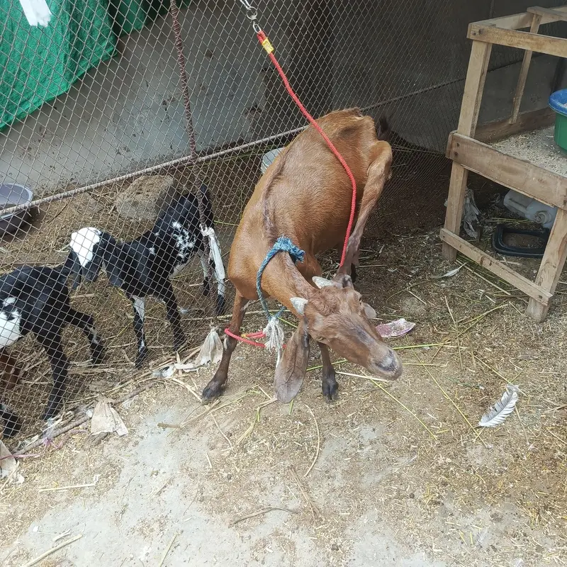 desi bakri with 3 beetal kids — photo 11