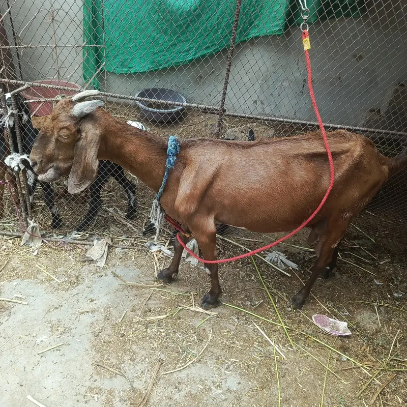 desi bakri with 3 beetal kids — photo 12