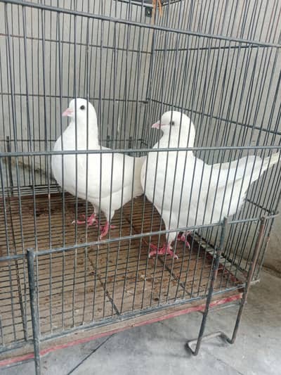 King Pigeon