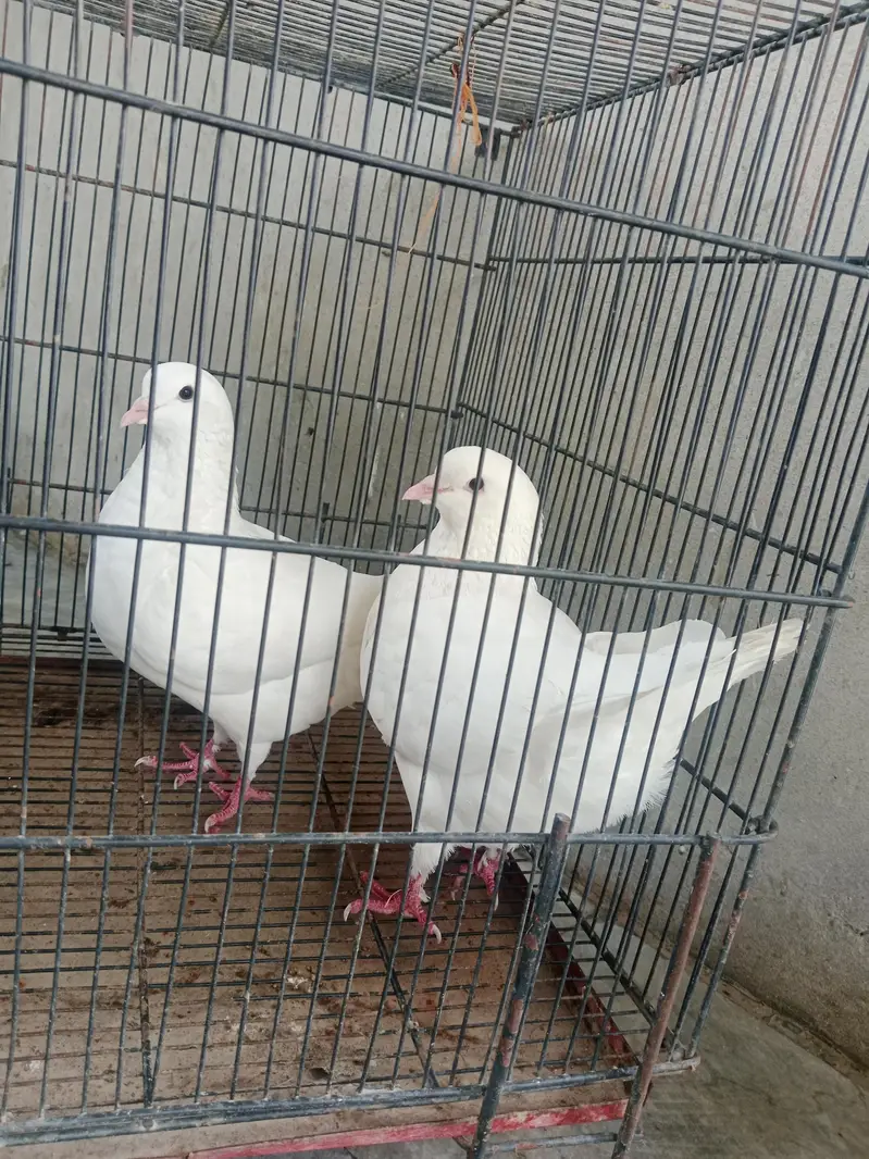 King Pigeon — photo 2
