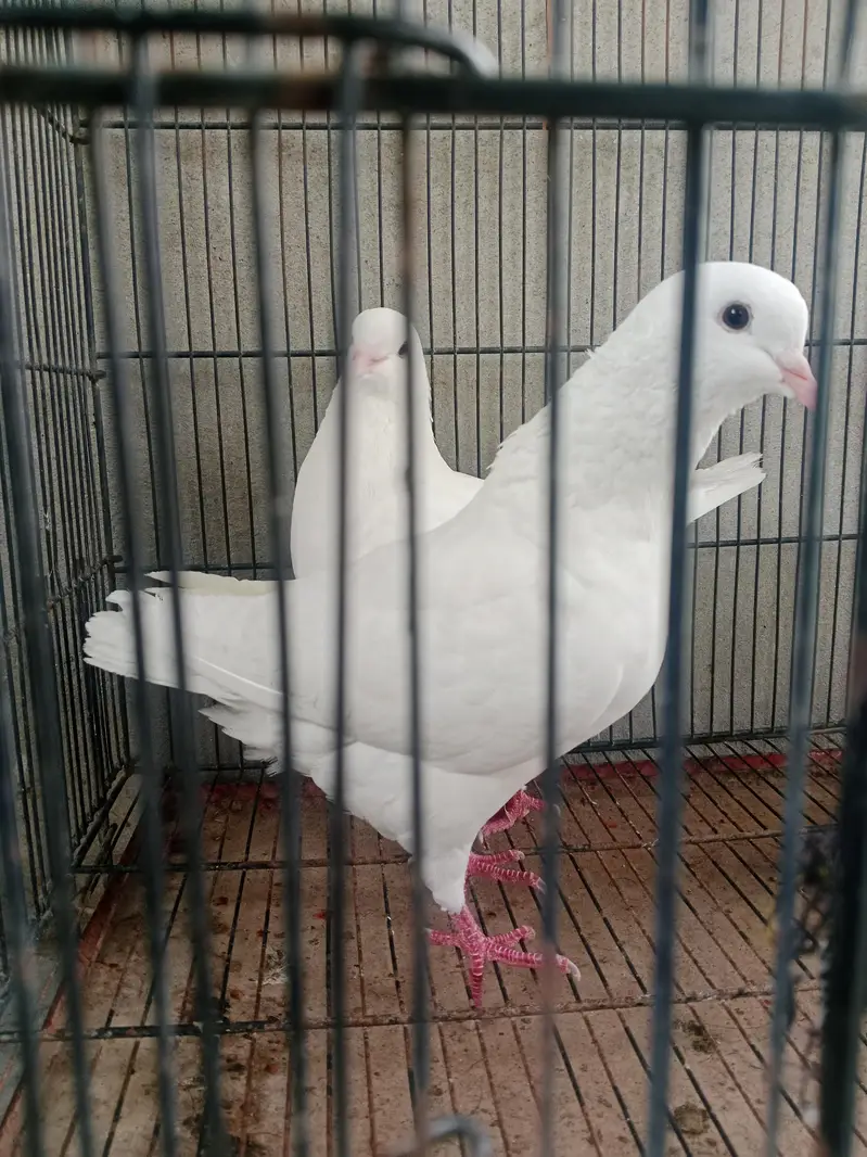 King Pigeon — photo 3