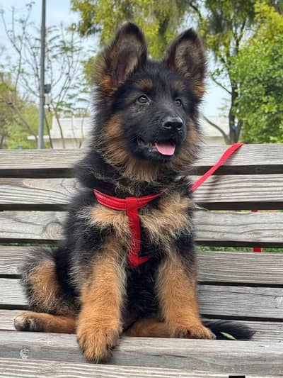 (German- shepherd) (puppies) (argent for sale) Whatsapp 03401430037