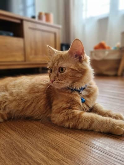 Pure Persian Female Cat for Sale Vaccinated Pet Passport Fully Trained