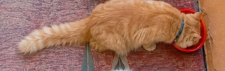 Pure Persian Female Cat for Sale Vaccinated Pet Passport Fully Trained — photo 2