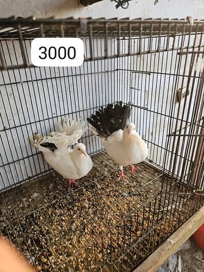 pigeons for sell