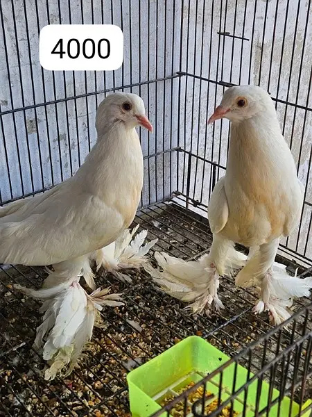 pigeons for sell — photo 2