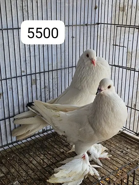 pigeons for sell — photo 3