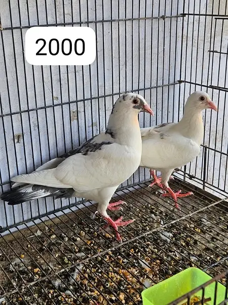 pigeons for sell — photo 4