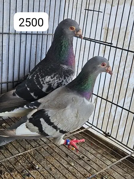 pigeons for sell — photo 5