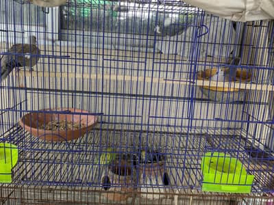 dove for sale  03070471306