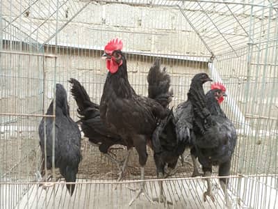 Black hens (Australorp)