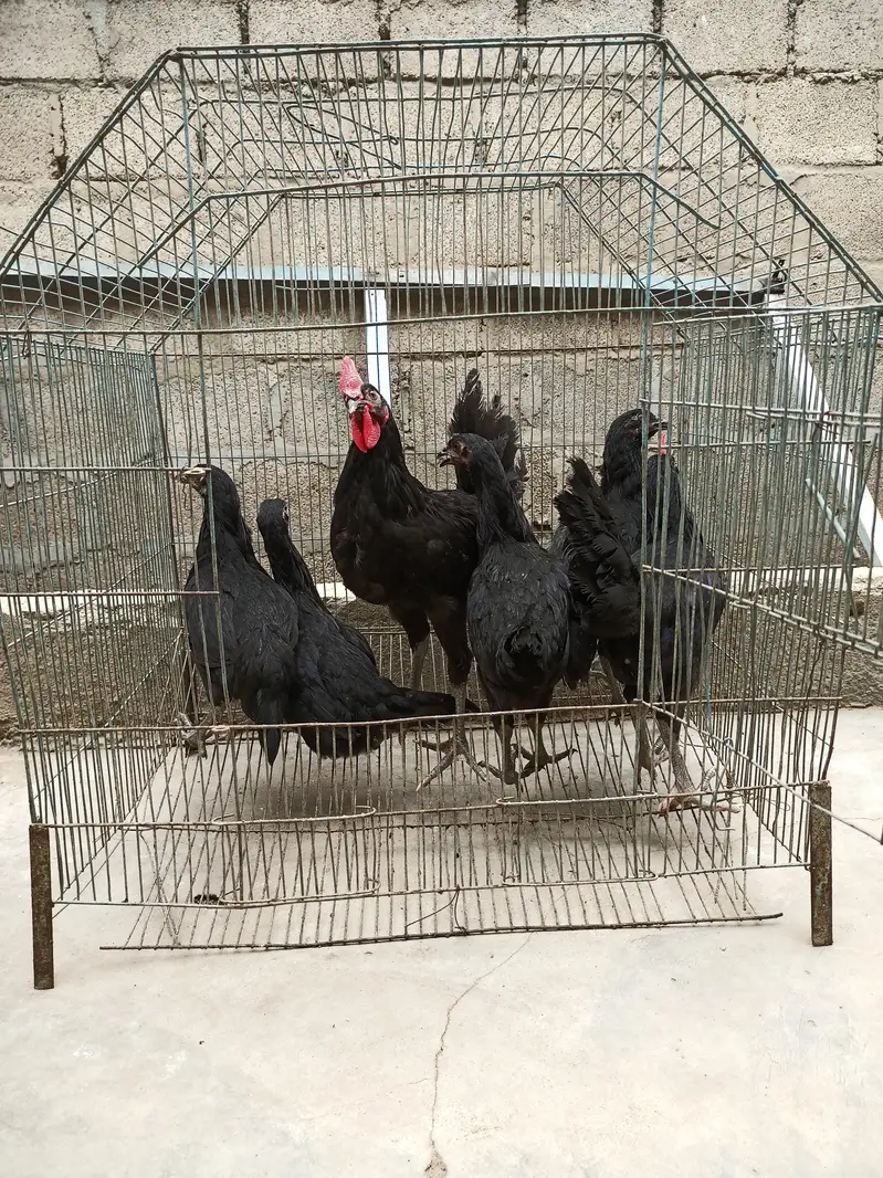 Black hens (Australorp) — photo 2