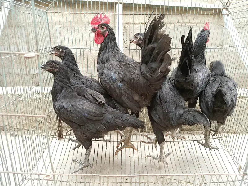 Black hens (Australorp) — photo 3