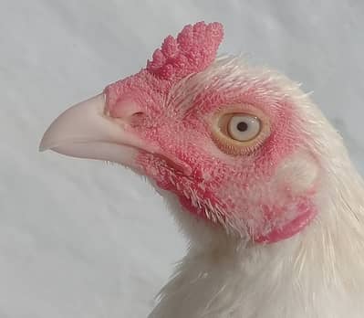 patha for sale[03279947502]