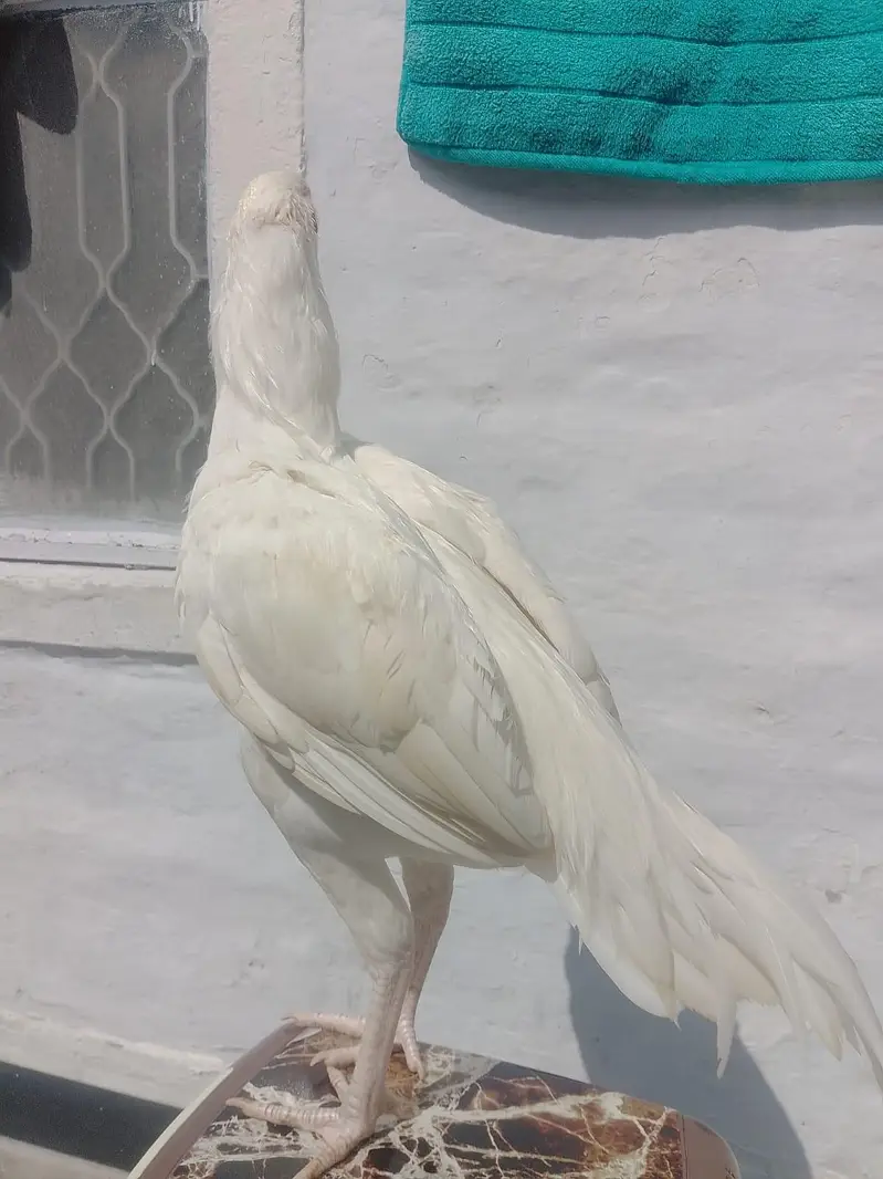 patha for sale[03279947502] — photo 3