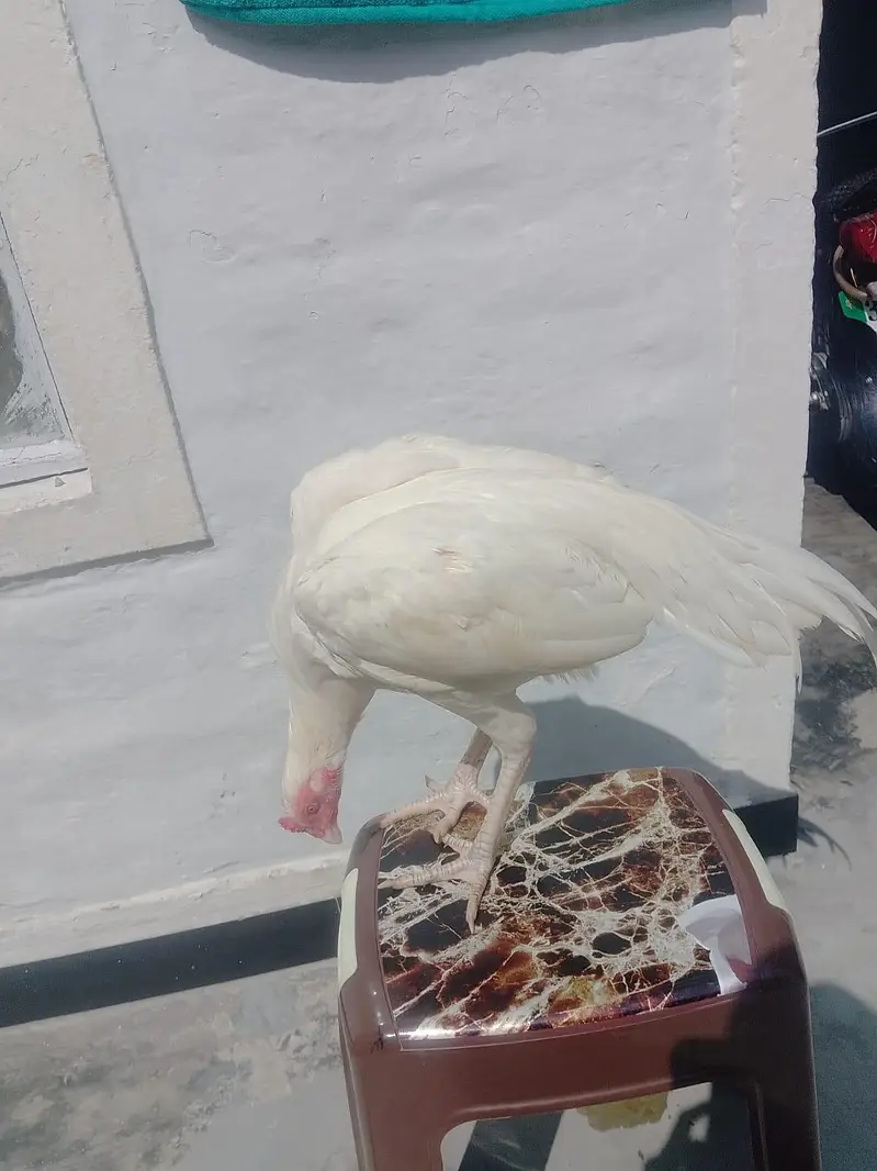 patha for sale[03279947502] — photo 4
