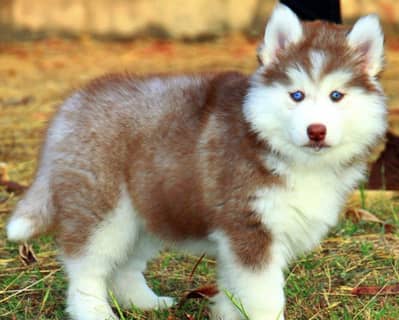 Siberian husky puppies 0313*93*63*417