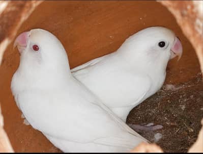 Healthy Peach-Faced Lovebird Breeding 3 Pairs Available