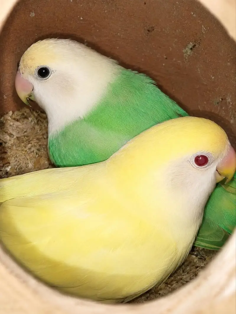 Healthy Peach-Faced Lovebird Breeding 3 Pairs Available — photo 3