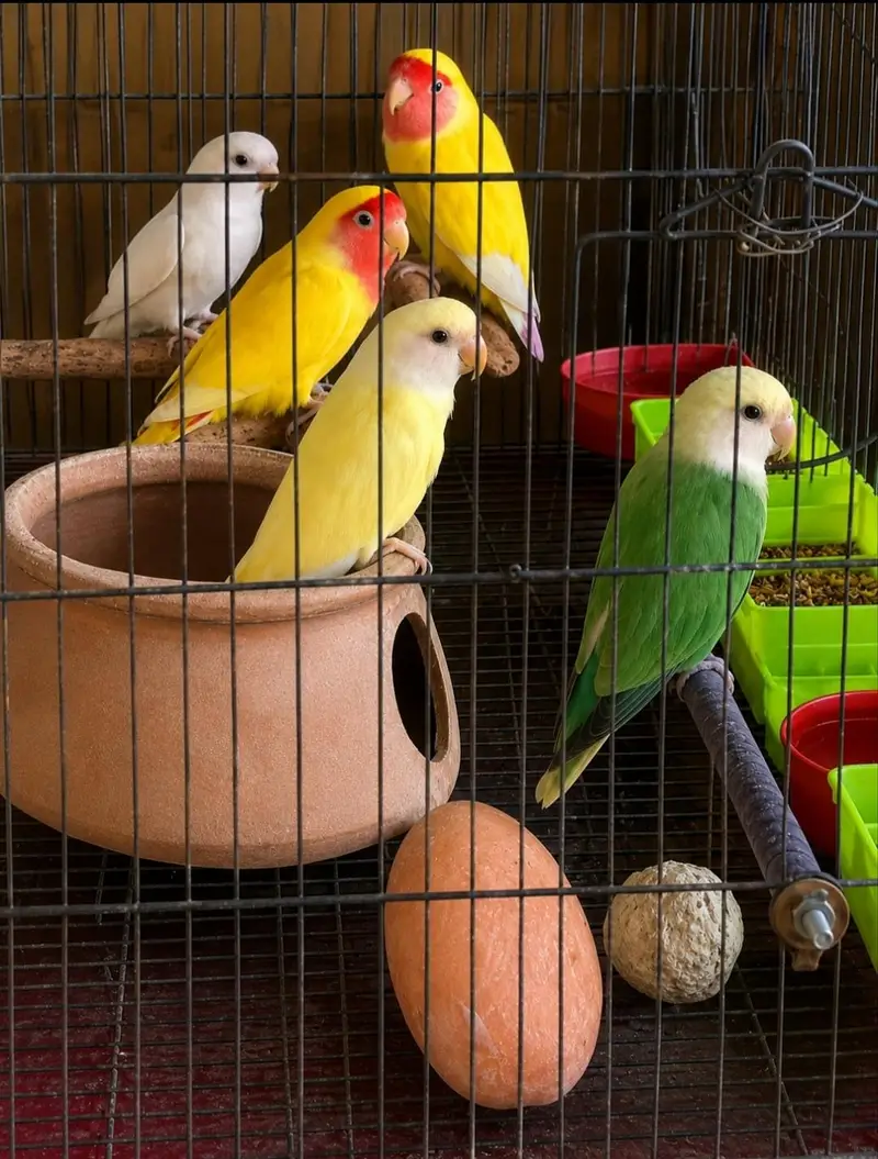 Healthy Peach-Faced Lovebird Breeding 3 Pairs Available — photo 4