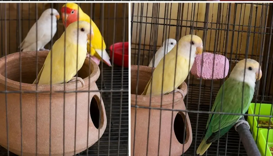 Healthy Peach-Faced Lovebird Breeding 3 Pairs Available — photo 5