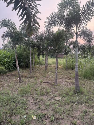 Foxtail palm