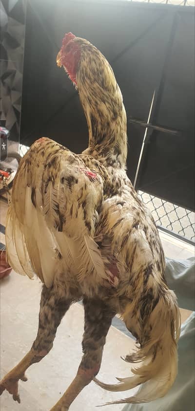 Pure shamo urgent sale full healthy and active price almost final
