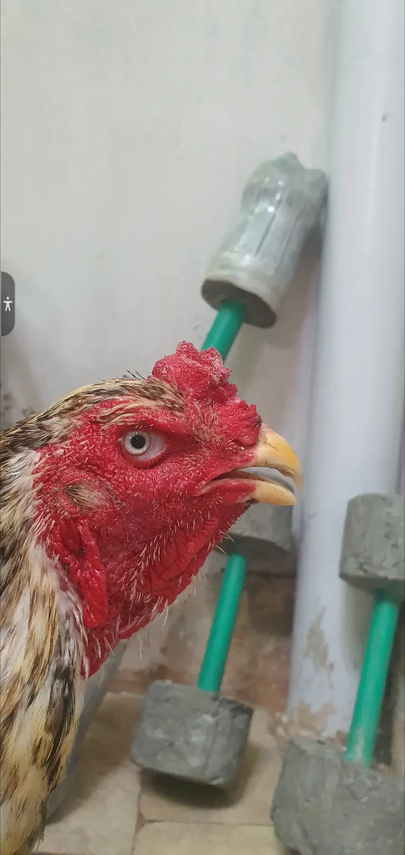 Pure shamo urgent sale full healthy and active price almost final — photo 2