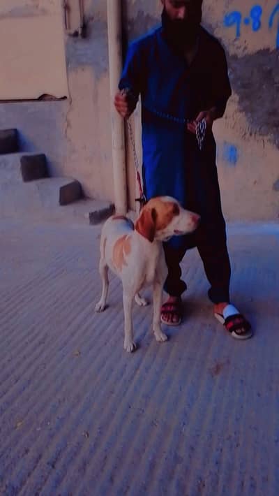female best English pointer for shikar