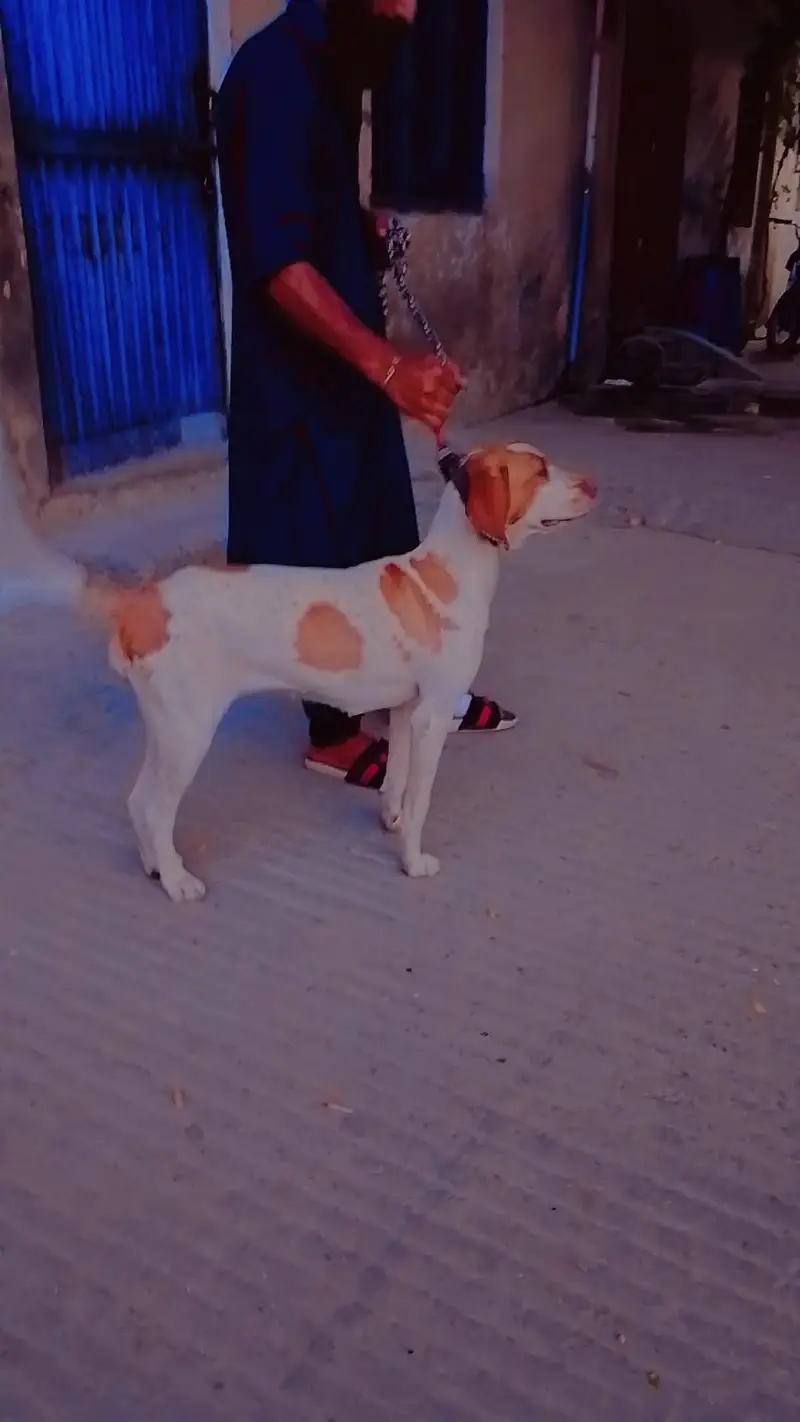 female best English pointer for shikar — photo 2