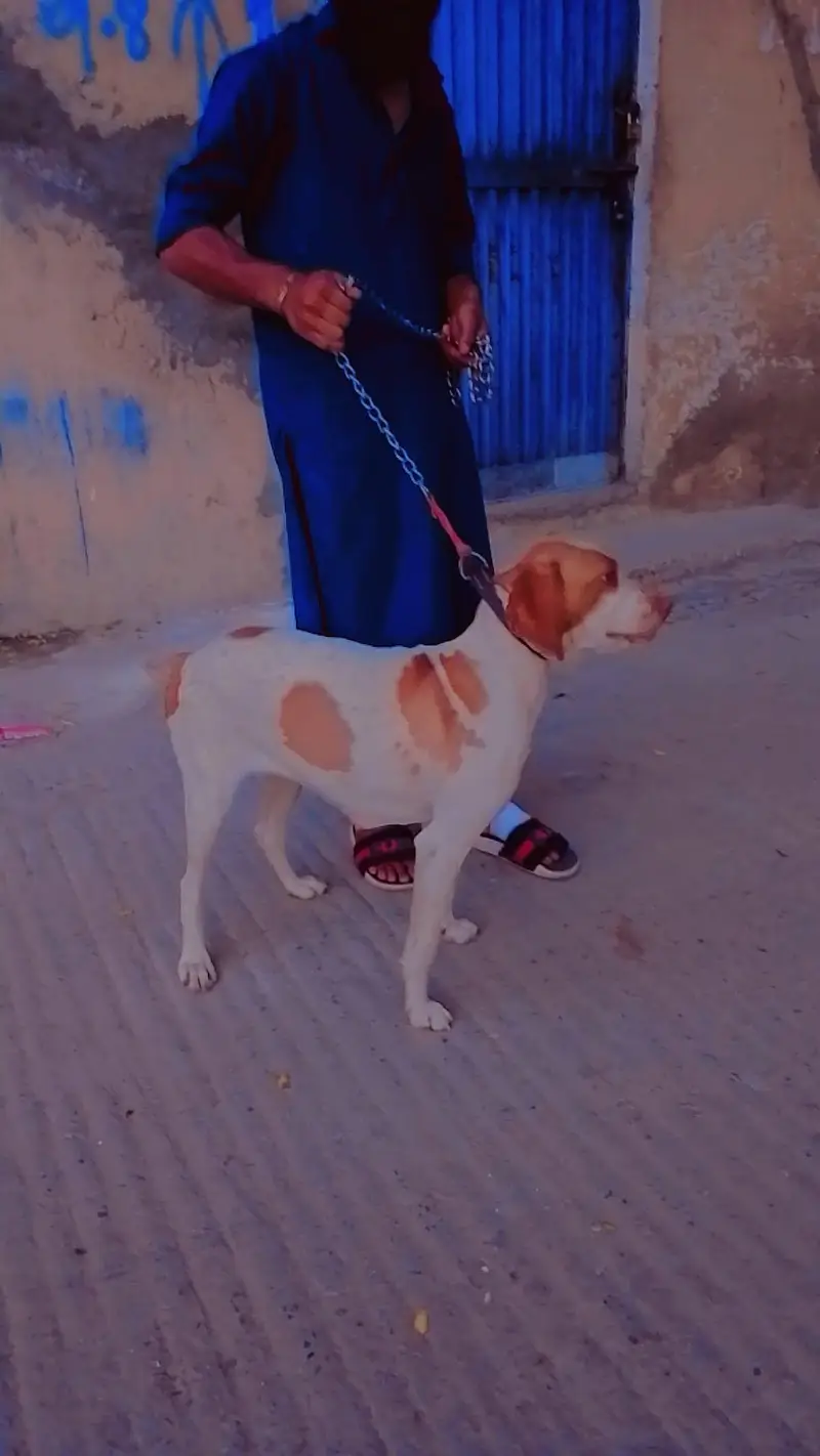 female best English pointer for shikar — photo 4