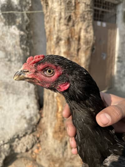 For sale two thai female  03304534227