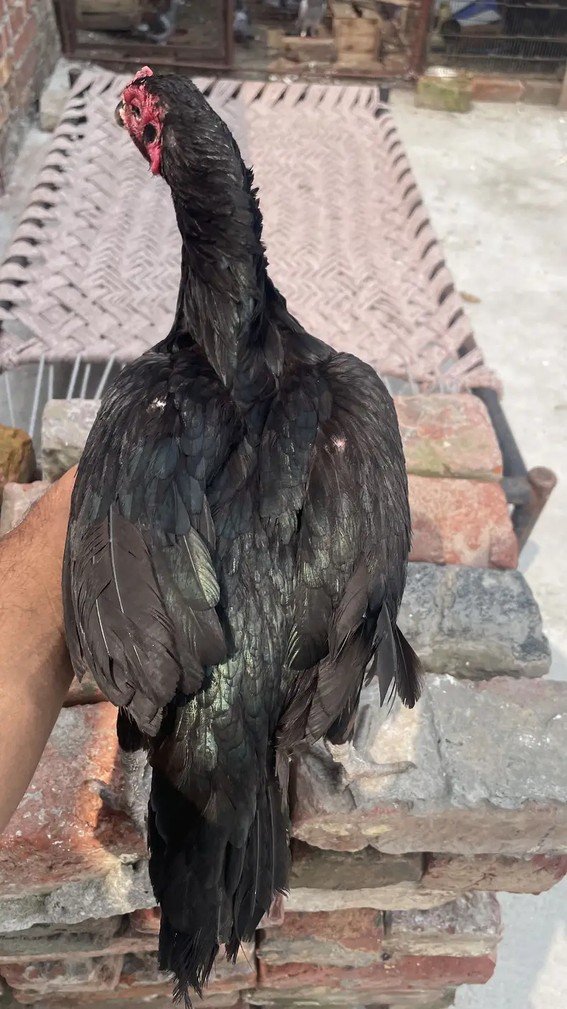 For sale two thai female  03304534227 — photo 7