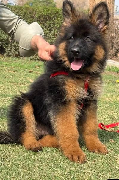 (German- shepherd) (puppies) (argent for sale) Whatsapp 03401430037