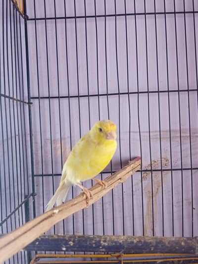 CANARY FOR SALE [MALE FEMALE NOT CONFIRM]